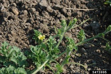 watermelon, Citrullus lanatus  (Violales: Cucurbitaceae) - 5473995