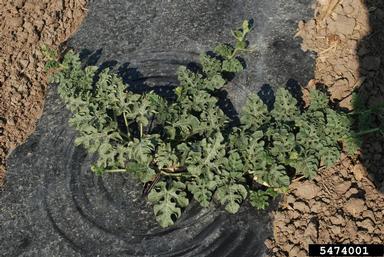watermelon, Citrullus lanatus  (Violales: Cucurbitaceae) - 5474001