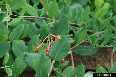 trumpet honeysuckle, Lonicera sempervirens  (Dipsacales: Caprifoliaceae) - 5474021