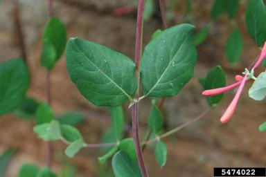 trumpet honeysuckle, Lonicera sempervirens  (Dipsacales: Caprifoliaceae) - 5474022