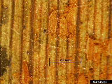 wheat stem rust (Puccinia graminis ) on wheat (Triticum spp. ) - 5474052