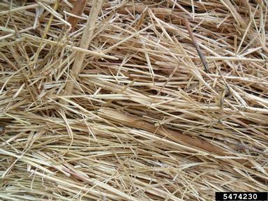 bermudagrass, Cynodon dactylon  (Cyperales: Poaceae) - 5474230