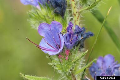 blueweed, Echium vulgare  (Lamiales: Boraginaceae) - 5474264