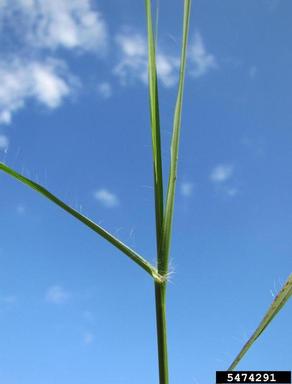 yellow bluestem, Bothriochloa ischaemum var. songarica (Cyperales: Poaceae) - 5474291