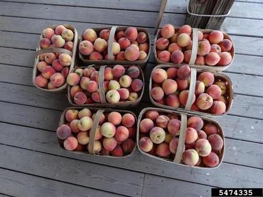 peach, Prunus persica var. persica (Rosales: Rosaceae) - 5474335