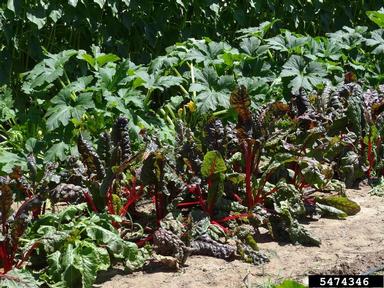 leaf beet, Beta vulgaris convar. cicla (Caryophyllales: Chenopodiaceae) - 5474346