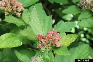 common ninebark, Physocarpus opulifolius  (Rosales: Rosaceae) - 5474399