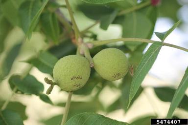 black walnut, Juglans nigra  (Juglandales: Juglandaceae) - 5474407
