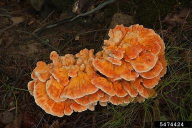 sulfur shelf (Laetiporus sulphureus ) on northern red oak (Quercus rubra ) - 5474424