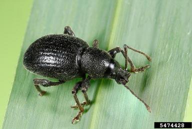 black vine weevil, Otiorhynchus sulcatus  (Coleoptera: Curculionidae) - 5474428
