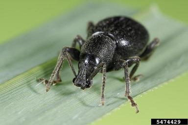 black vine weevil, Otiorhynchus sulcatus  (Coleoptera: Curculionidae) - 5474429