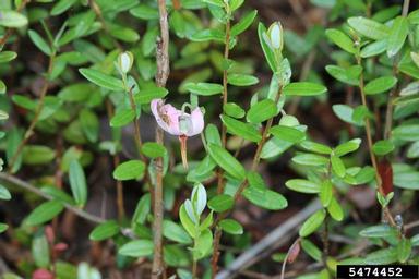 cranberry, Vaccinium macrocarpon  (Ericales: Ericaceae) - 5474452