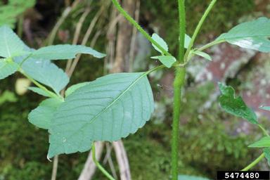 common hempnettle, Galeopsis tetrahit  (Lamiales: Lamiaceae) - 5474480