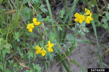 birdsfoot trefoil, Lotus corniculatus  (Fabales: Fabaceae (Leguminosae)) - 5474498