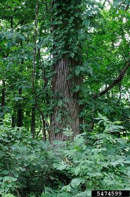 bur oak, Quercus macrocarpa  (Fagales: Fagaceae) - 5474599