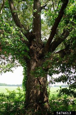 cherrybark oak, Quercus pagoda  (Fagales: Fagaceae) - 5474613