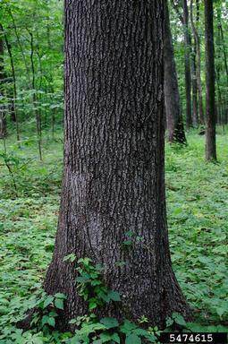cherrybark oak, Quercus pagoda  (Fagales: Fagaceae) - 5474615