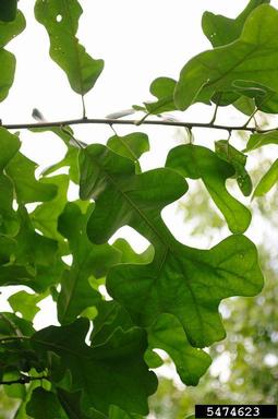 post oak, Quercus stellata  (Fagales: Fagaceae) - 5474623