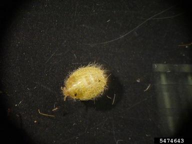 kudzu bug, Megacopta cribraria  (Hemiptera: Plataspidae) - 5474643