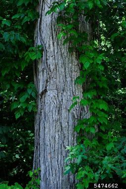 swamp chestnut oak, Quercus michauxii  (Fagales: Fagaceae) - 5474662