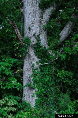 swamp chestnut oak, Quercus michauxii  (Fagales: Fagaceae) - 5474667