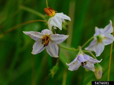 horsenettle, Solanum carolinense  (Solanales: Solanaceae) - 5474681