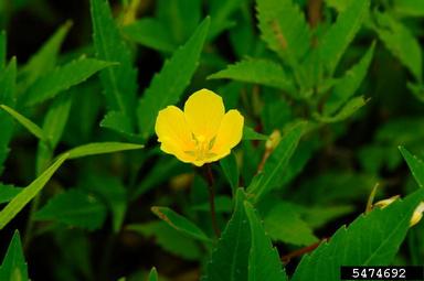 creeping waterprimrose, Ludwigia peploides  (Myrtales: Onagraceae) - 5474692