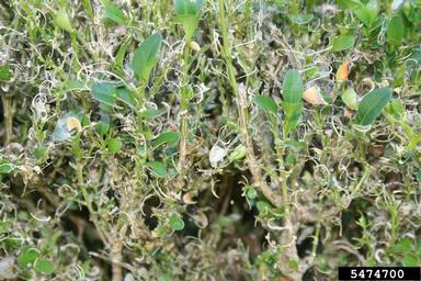 box tree moth (Cydalima perspectalis ) on English boxwood (Buxus sempervirens ) - 5474700