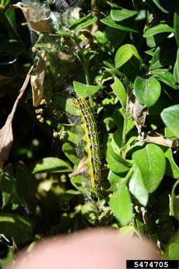 box tree moth (Cydalima perspectalis ) on English boxwood (Buxus sempervirens ) - 5474705