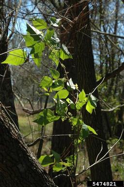 eastern poison-ivy, Toxicodendron radicans  (Sapindales: Anacardiaceae) - 5474821