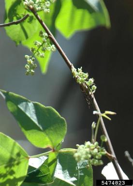eastern poison-ivy, Toxicodendron radicans  (Sapindales: Anacardiaceae) - 5474823