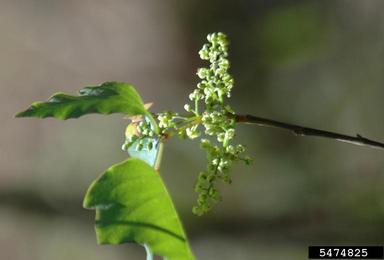 eastern poison-ivy, Toxicodendron radicans  (Sapindales: Anacardiaceae) - 5474825