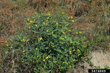gopherweed, Baptisia lanceolata  (Fabales: Fabaceae (Leguminosae)) - 5474849