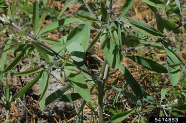 gopherweed, Baptisia lanceolata  (Fabales: Fabaceae (Leguminosae)) - 5474853