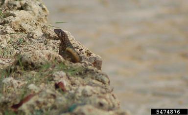 northern curly-tailed lizard, Leiocephalus carinatus  (Squamata: Tropiduridae) - 5474876
