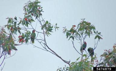 Cuban parrot, Amazona leucocephala  (Psittaciformes: Psittacidae) - 5474879