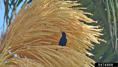 Black-cowled Oriole, Icterus prosthemelas  (Passeriformes: Icteridae) - 5474888