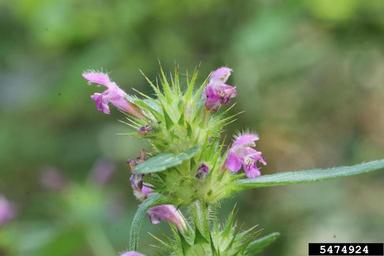 common hempnettle, Galeopsis tetrahit  (Lamiales: Lamiaceae) - 5474924