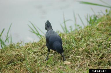 greater antillean grackle, Quiscalus niger  (Passeriformes: Icteridae) - 5474945