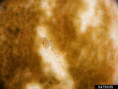 Stemphylium leaf spot (Stemphylium botryosum ) on lentil (Lens culinaris ) - 5475035
