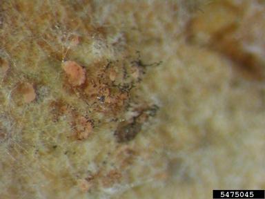 Stemphylium leaf spot (Stemphylium botryosum ) on lentil (Lens culinaris ) - 5475045