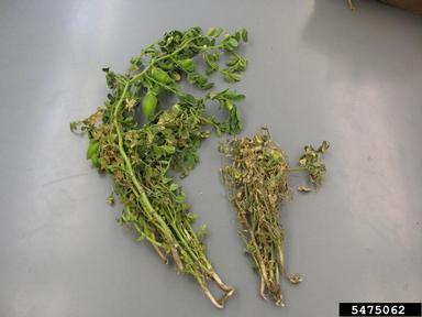 Ascochyta blight of chickpea (Ascochyta rabiei ) on chickpea (Cicer arietinum ) - 5475062