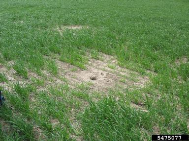 ground squirrels (Spermophilus spp. ) on common wheat (Triticum aestivum ) - 5475077