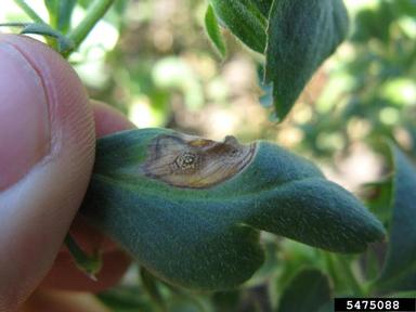 Ascochyta blight of chickpea (Ascochyta rabiei ) on chickpea (Cicer arietinum ) - 5475088