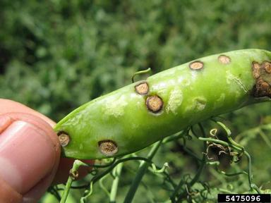 Septoria leaf spot (Septoria pisi ) on field pea (Pisum sativum ) - 5475096