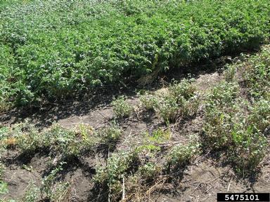 Ascochyta blight of chickpea (Ascochyta rabiei ) on chickpea (Cicer arietinum ) - 5475101