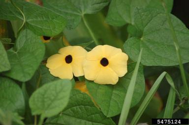 blackeyed Susan vine, Thunbergia alata  (Scrophulariales: Acanthaceae) - 5475124