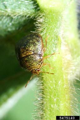 kudzu bug (Megacopta cribraria ) on soybean (Glycine max ) - 5475140