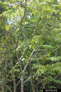 pumpwood, Cecropia spp.  (Urticales: Cecropiaceae) - 5475153