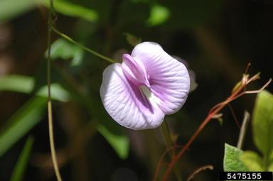 pigeonwing, Clitoria macrophylla  (Fabales: Fabaceae (Leguminosae)) - 5475155